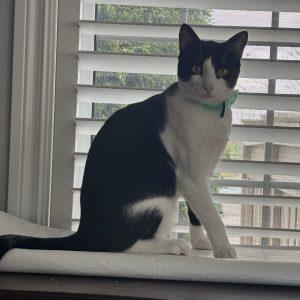 Enlarge Marcello, a Adoptable mixed breed in King City, ON image 4/6