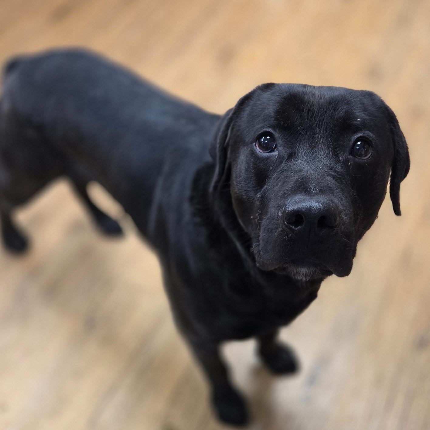 Ranger, Adoptable, Adult Male Pit Bull Terrier & Black Labrador Retriever.