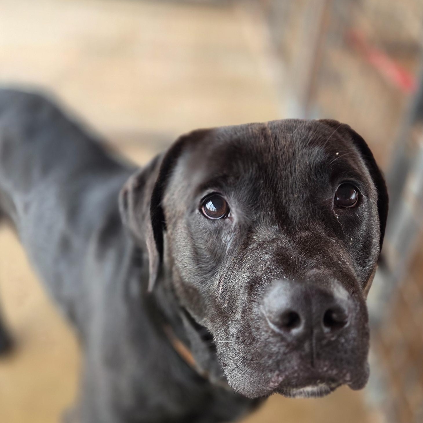 Enlarge Ranger, a Adoptable mixed breed in Madison, MS image 1/1