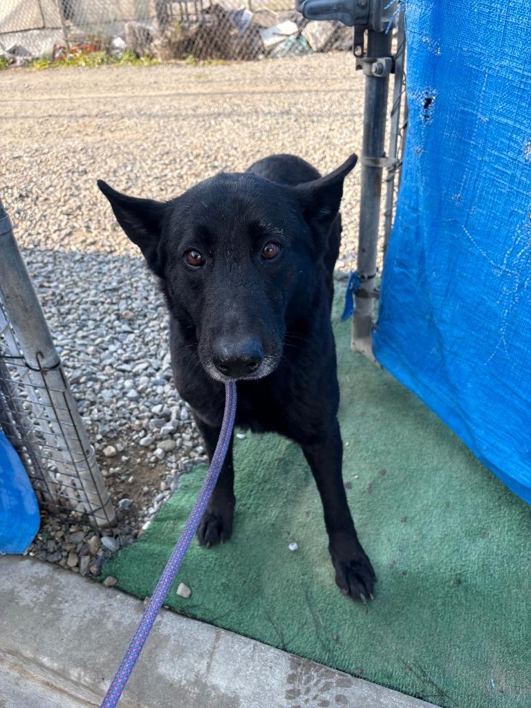 Enlarge Gracie, a Adoptable German Shepherd Dog in Newman, CA image 1/4