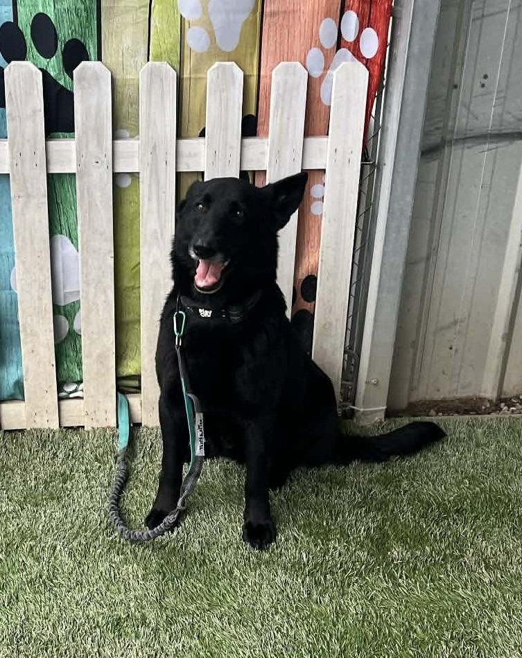 Enlarge Gracie, a Adoptable German Shepherd Dog in Newman, CA image 3/4