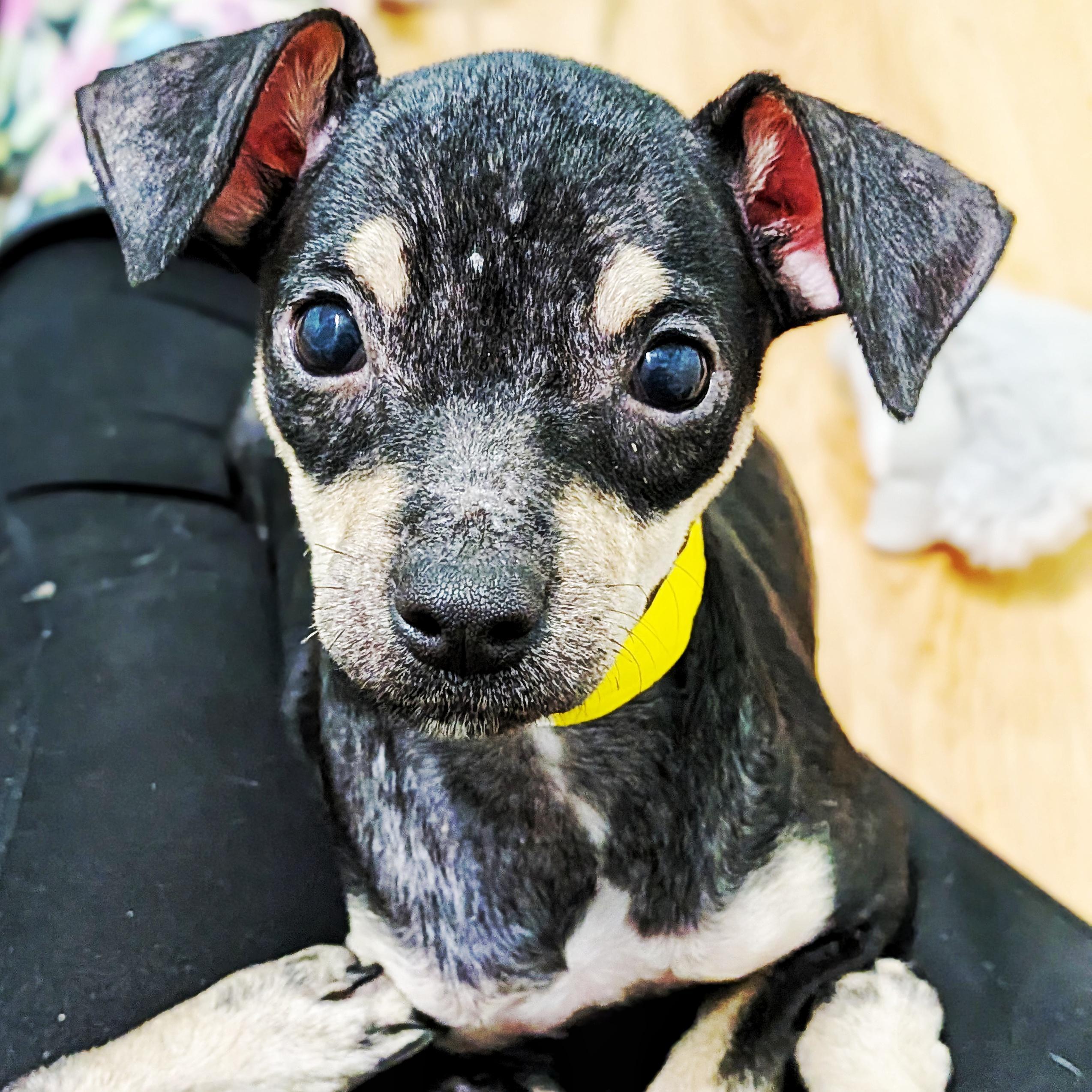 Corolla, Adoptable, Puppy Female Chihuahua.
