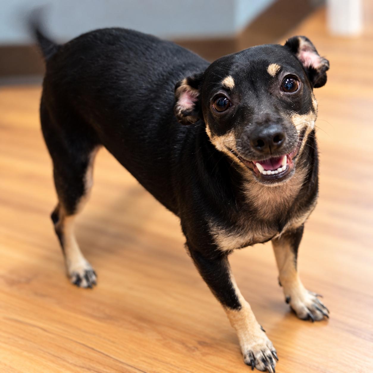 Corolla, Adoptable, Puppy Female Chihuahua.
