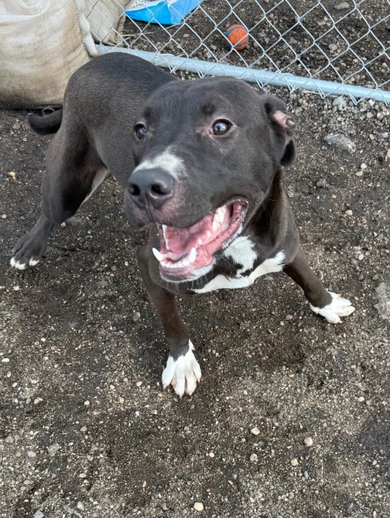 Enlarge Flora 26-16819, a Adoptable Mixed Breed in Minot, ND image 3/3