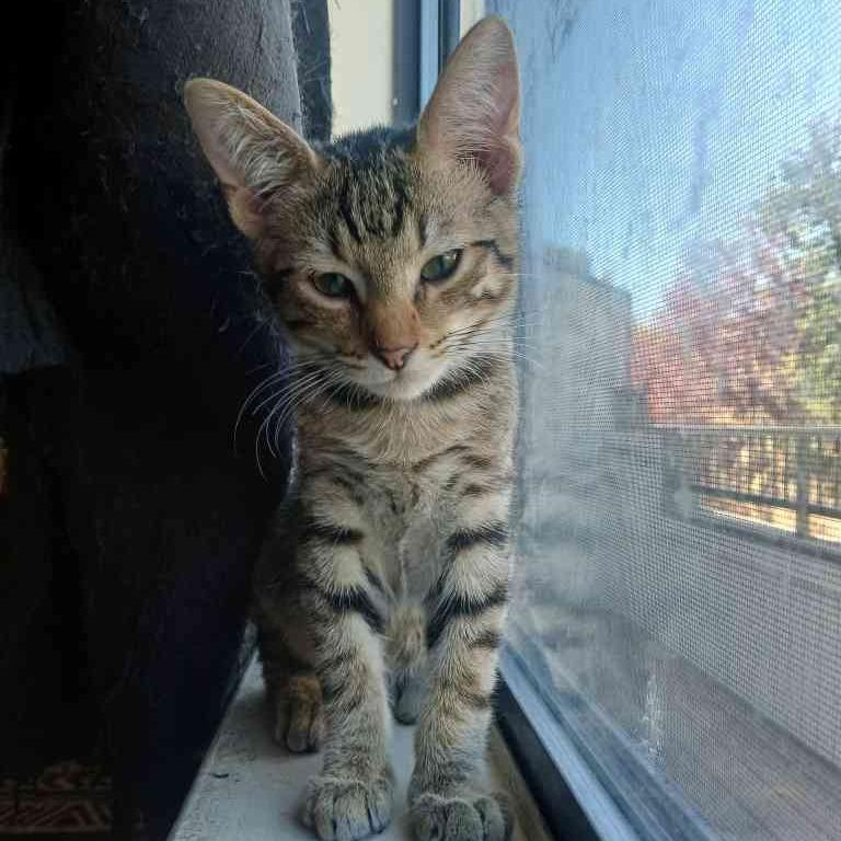 Enlarge Leo, a Adoptable Domestic Short Hair in Vallejo, CA image 1/1