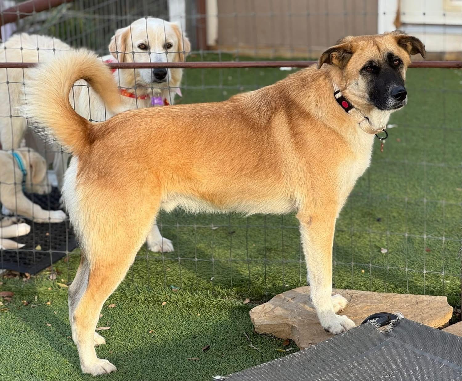 Wyatt, a Adoptable mixed breed in Southlake, TX image 1/6