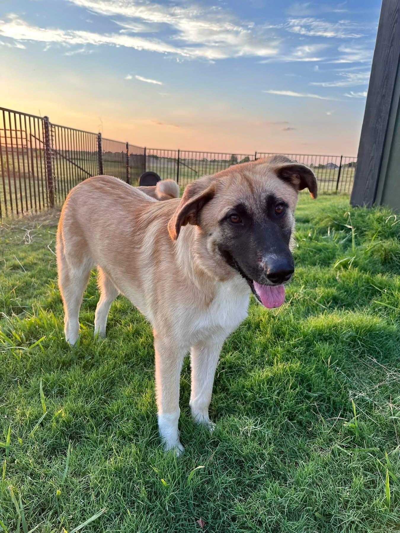 Wyatt, a Adoptable mixed breed in Southlake, TX image 2/6