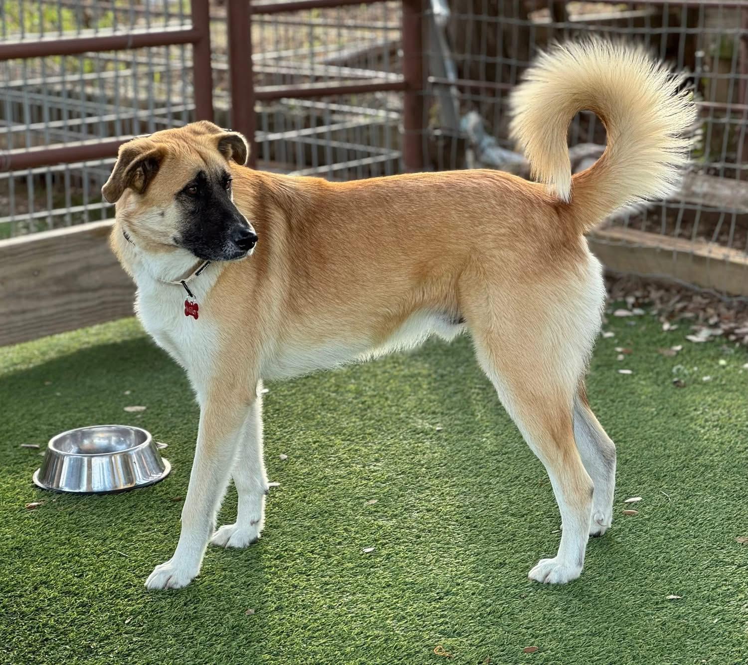 Wyatt, a Adoptable mixed breed in Southlake, TX image 3/6