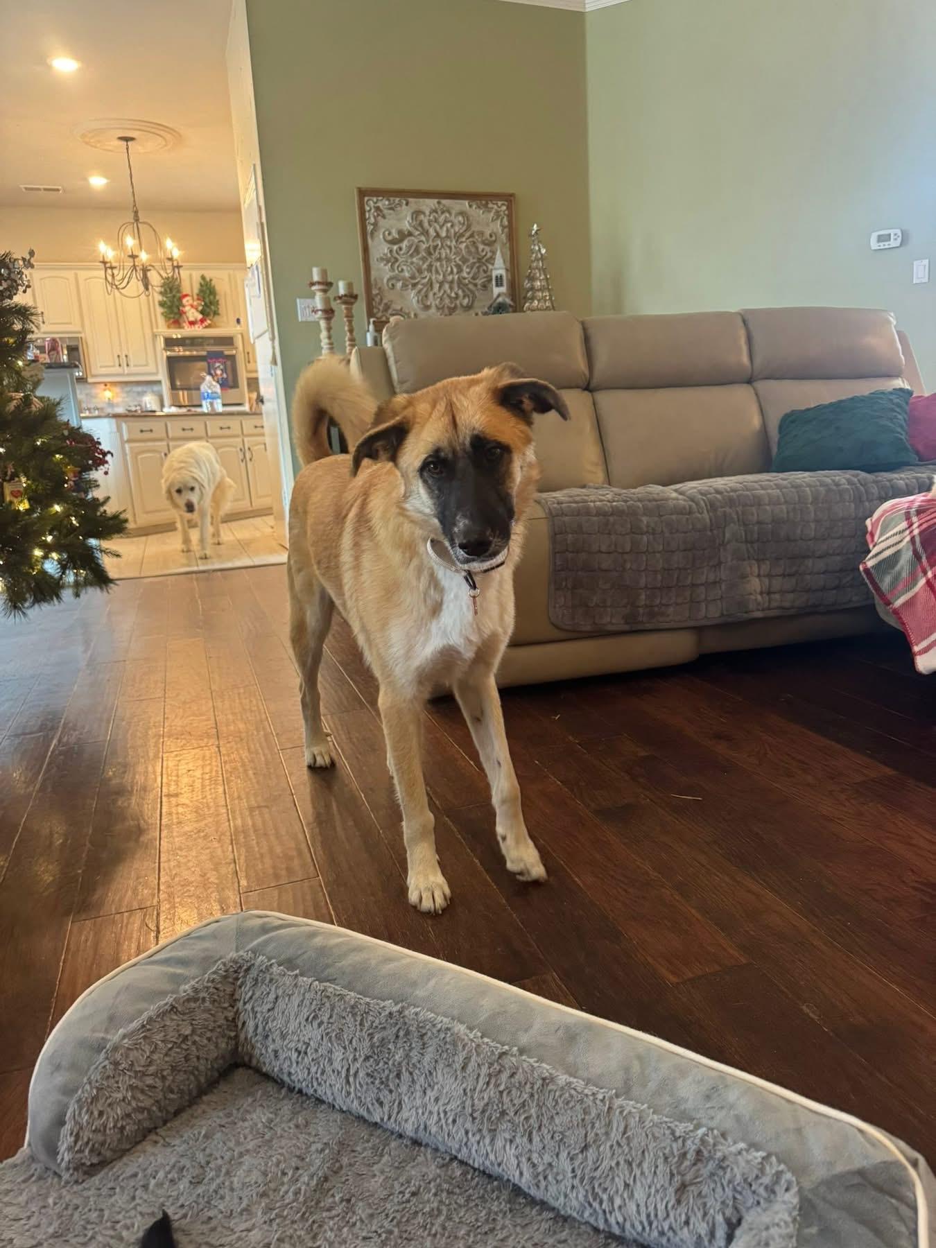 Wyatt, a Adoptable mixed breed in Southlake, TX image 4/6