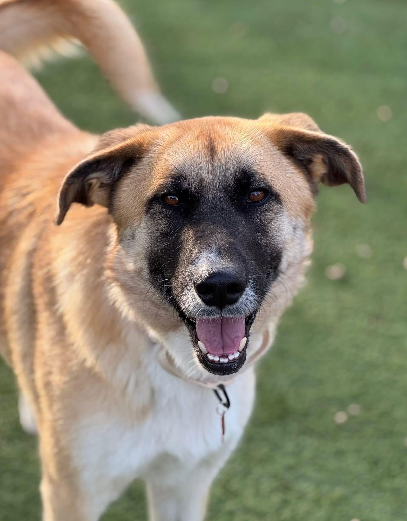 Wyatt, a Adoptable mixed breed in Southlake, TX image 5/6