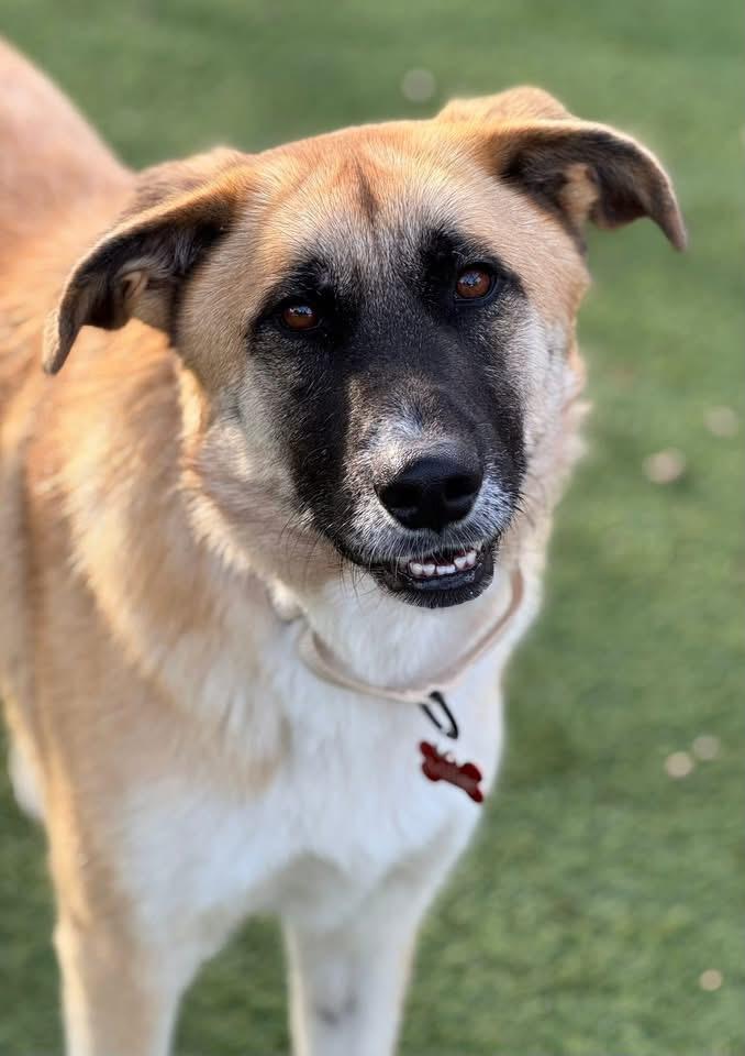 Wyatt, a Adoptable mixed breed in Southlake, TX image 6/6