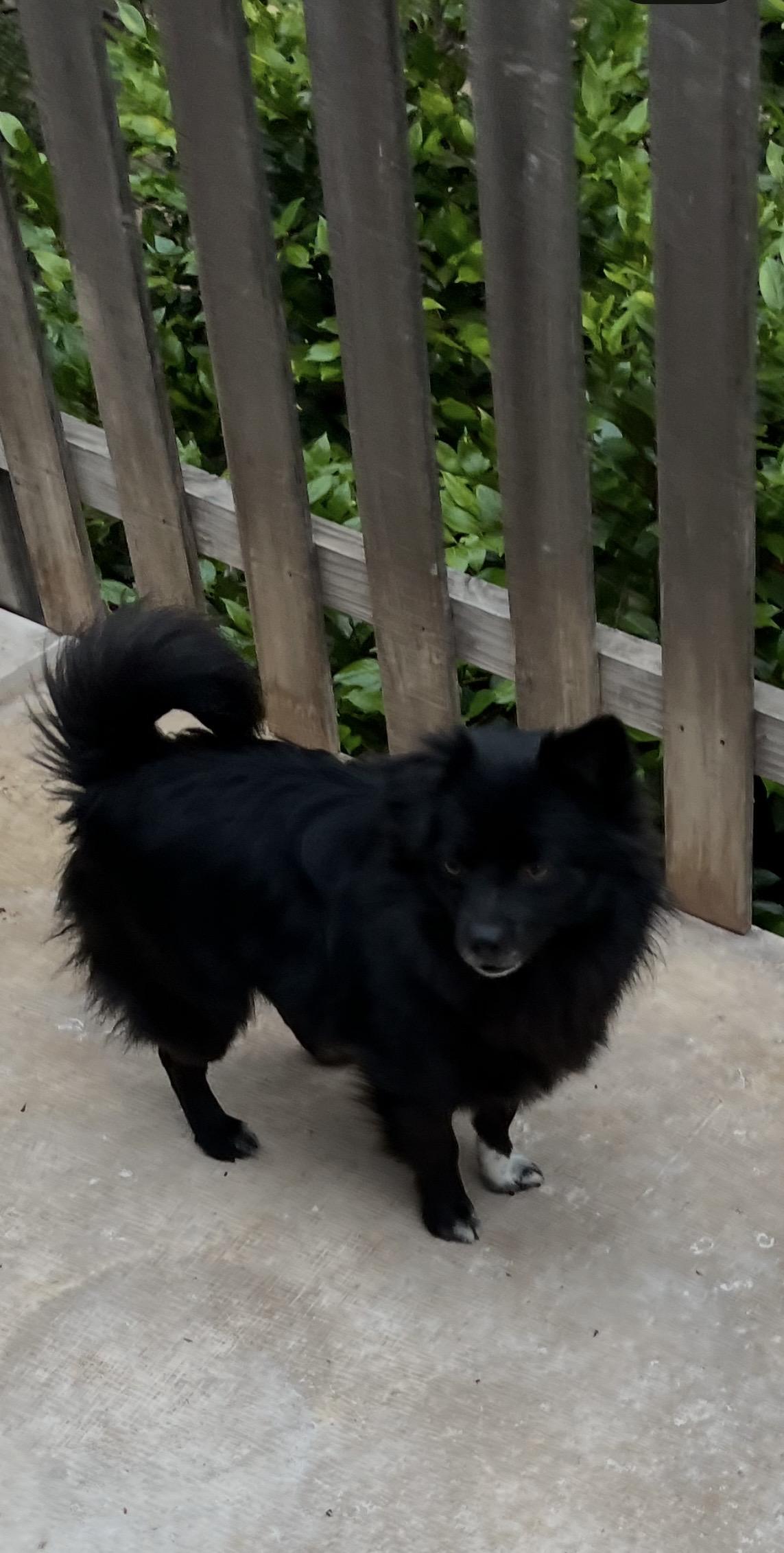 NORMAN, ADOPTABLE, Adult Male Pomeranian.