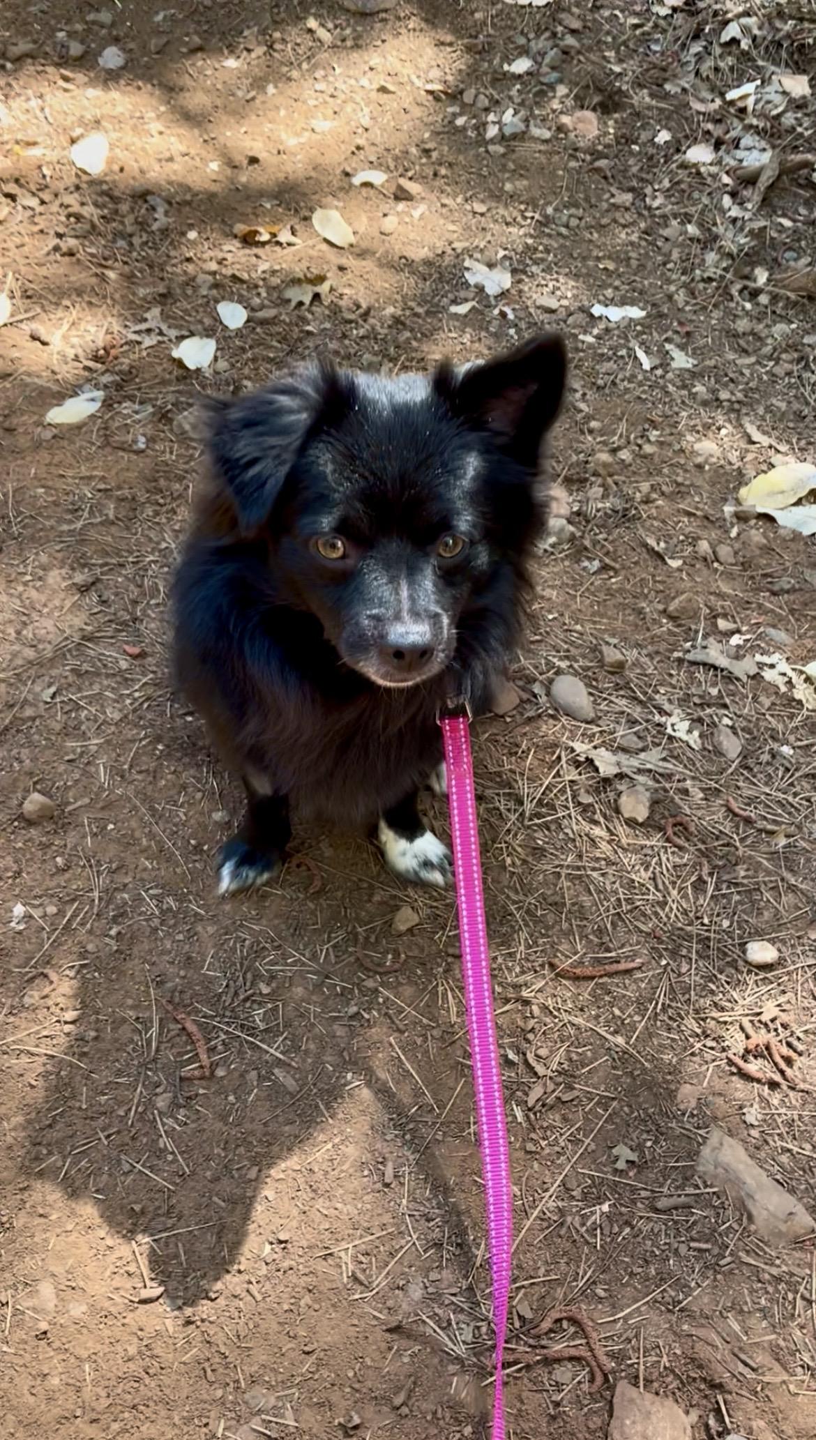 NORMAN, a ADOPTABLE mixed breed in Yuba city, CA image 2/3
