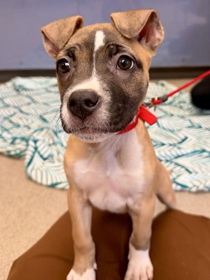 Enlarge Stacey Carosi, a Adoptable mixed breed in Columbus, OH image 1/1