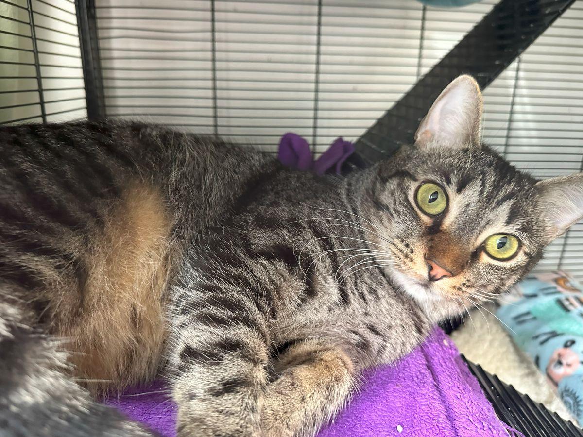 Oliver, Young Male unknown