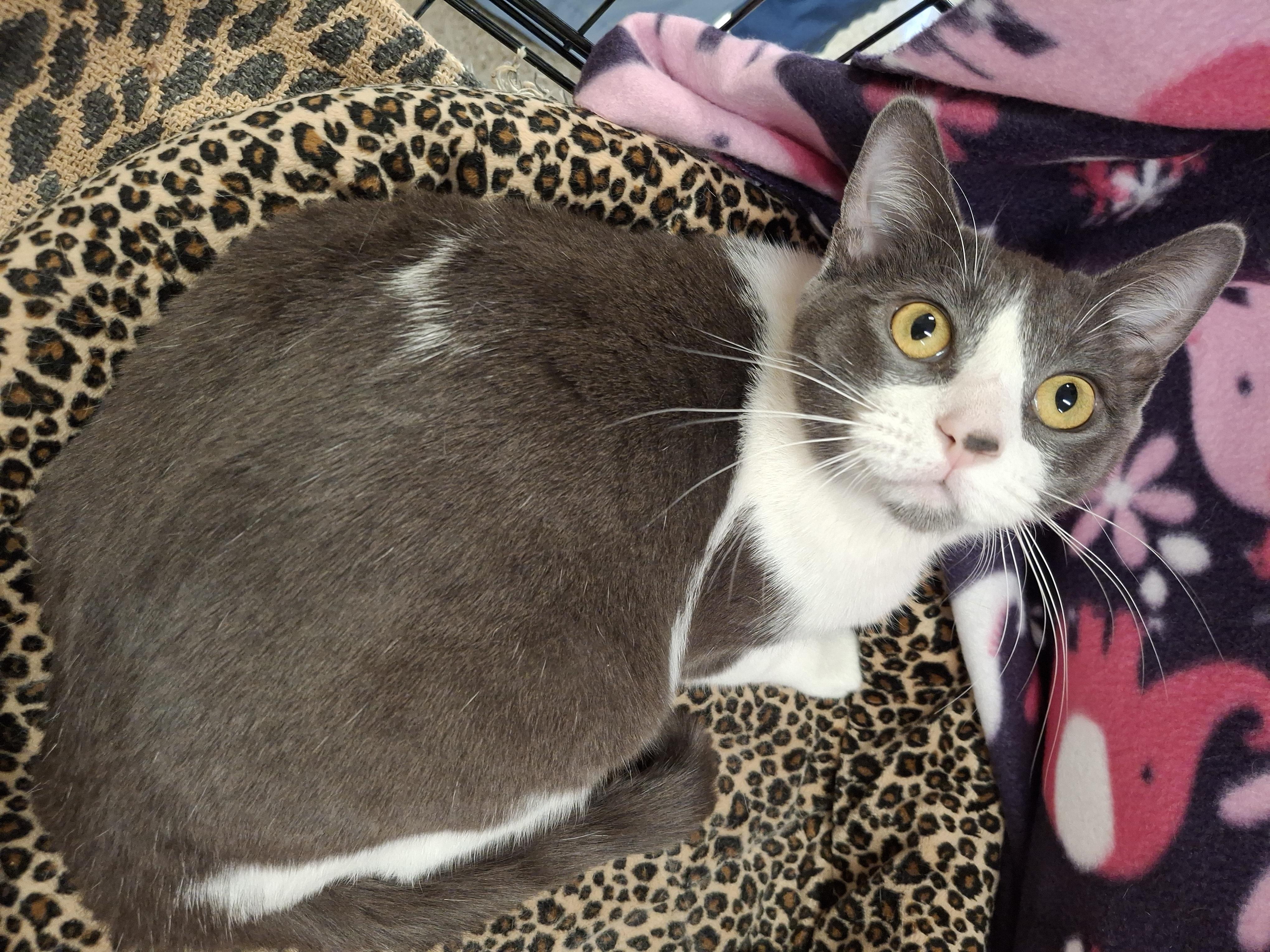 :::Holly:::, a Adoptable mixed breed in Yorba Linda, CA image 3/3