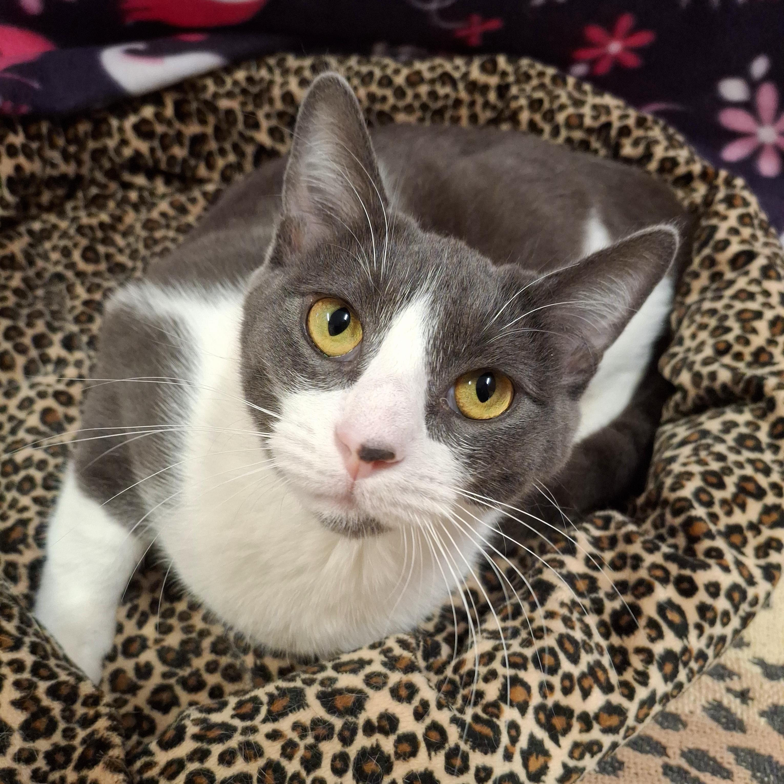 :::Holly:::, Adoptable, Kitten Female Russian Blue & Domestic Short Hair.