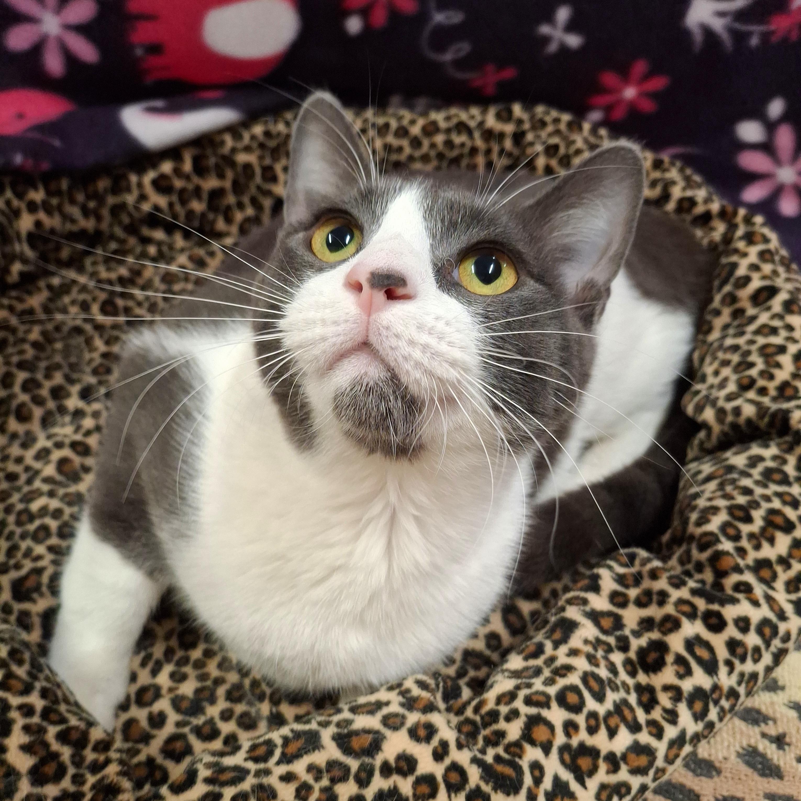 :::Holly:::, a Adoptable mixed breed in Yorba Linda, CA image 2/3