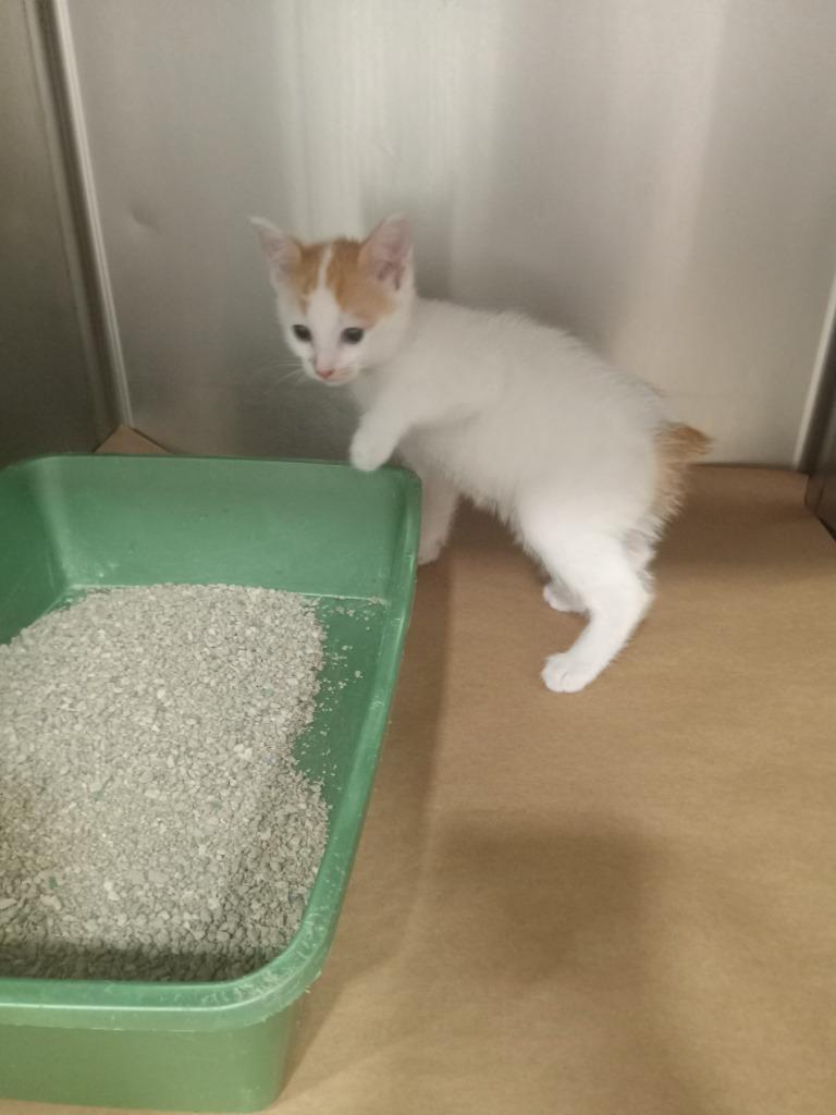 Amelia, Adoptable, Kitten Female Domestic Short Hair.