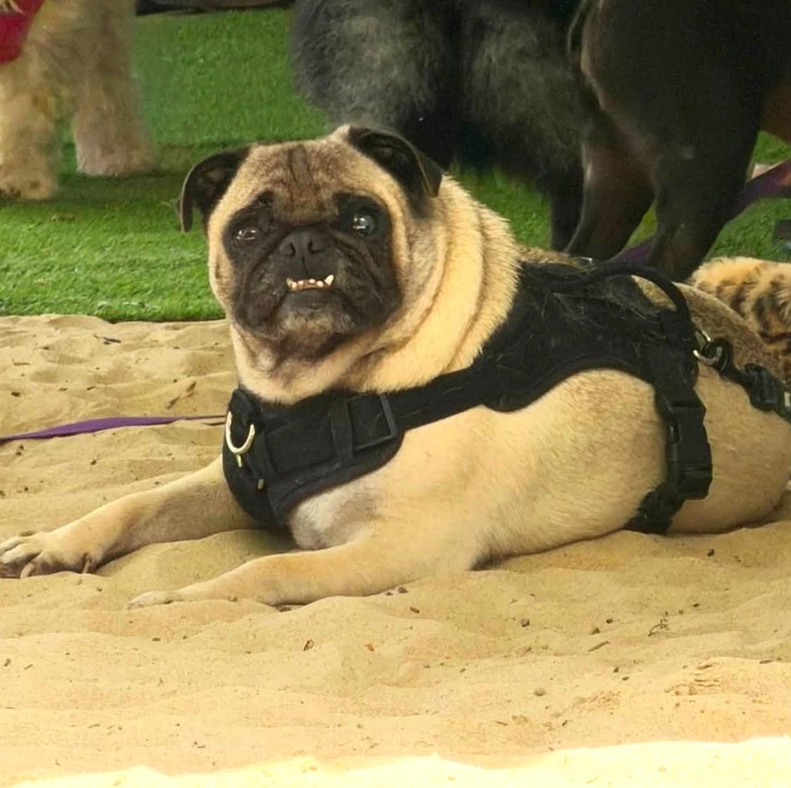 Enlarge Kash, a ADOPTABLE Pug in Eugene, OR image 2/4