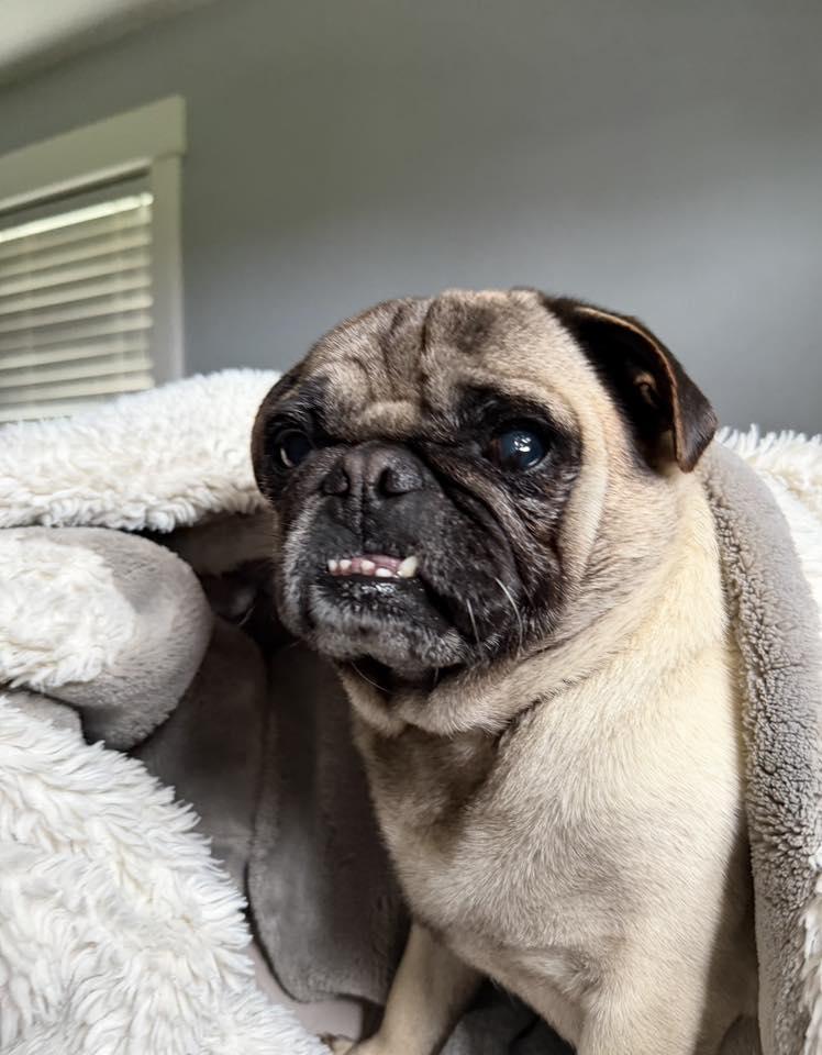 Kash, ADOPTABLE, Adult Male Pug.