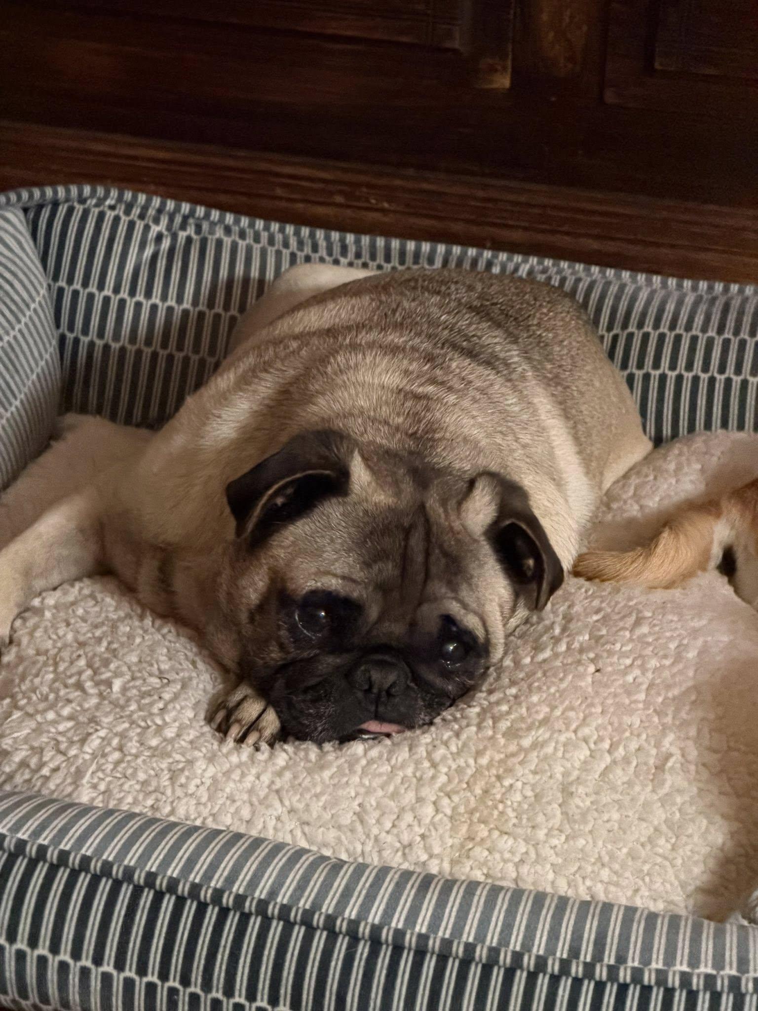 Enlarge Kash, a ADOPTABLE Pug in Eugene, OR image 4/4