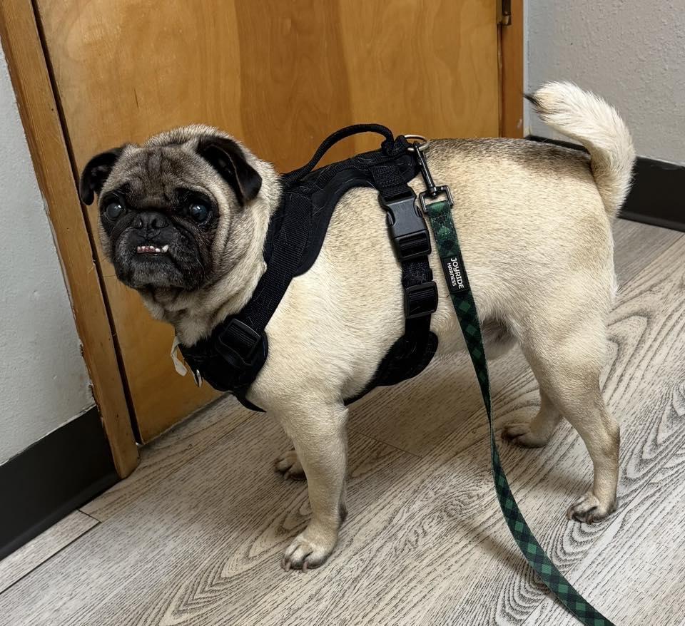 Enlarge Kash, a ADOPTABLE Pug in Eugene, OR image 3/4