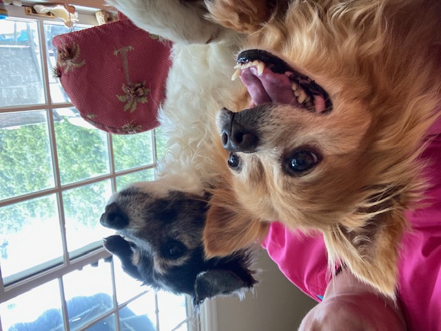 Archie and Mabel, a Adoptable mixed breed in Irmo, SC image 1/3