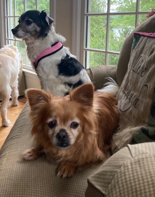 Archie and Mabel, a Adoptable mixed breed in Irmo, SC image 2/3