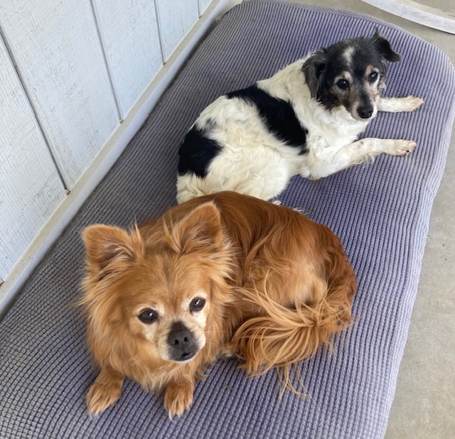 Archie and Mabel, a Adoptable mixed breed in Irmo, SC image 3/3