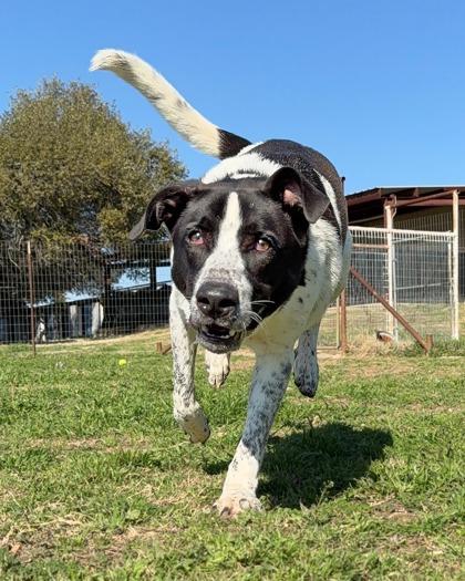 Enlarge Draco, a Adoptable Mixed Breed in Leander, TX image 1/2