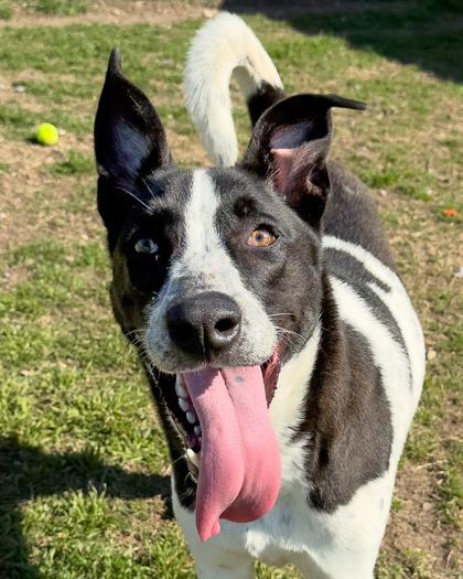 Draco, Adoptable, Adult Male Mixed Breed & Mixed Breed.