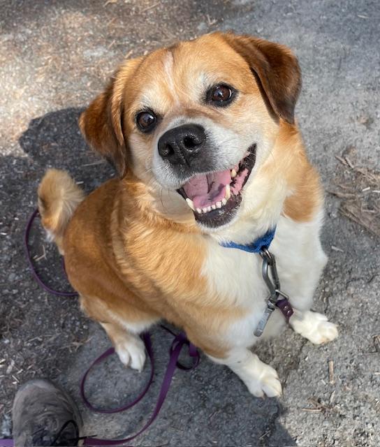 Enlarge Alfred, a ADOPTABLE Puggle in Honesdale, PA image 2/2