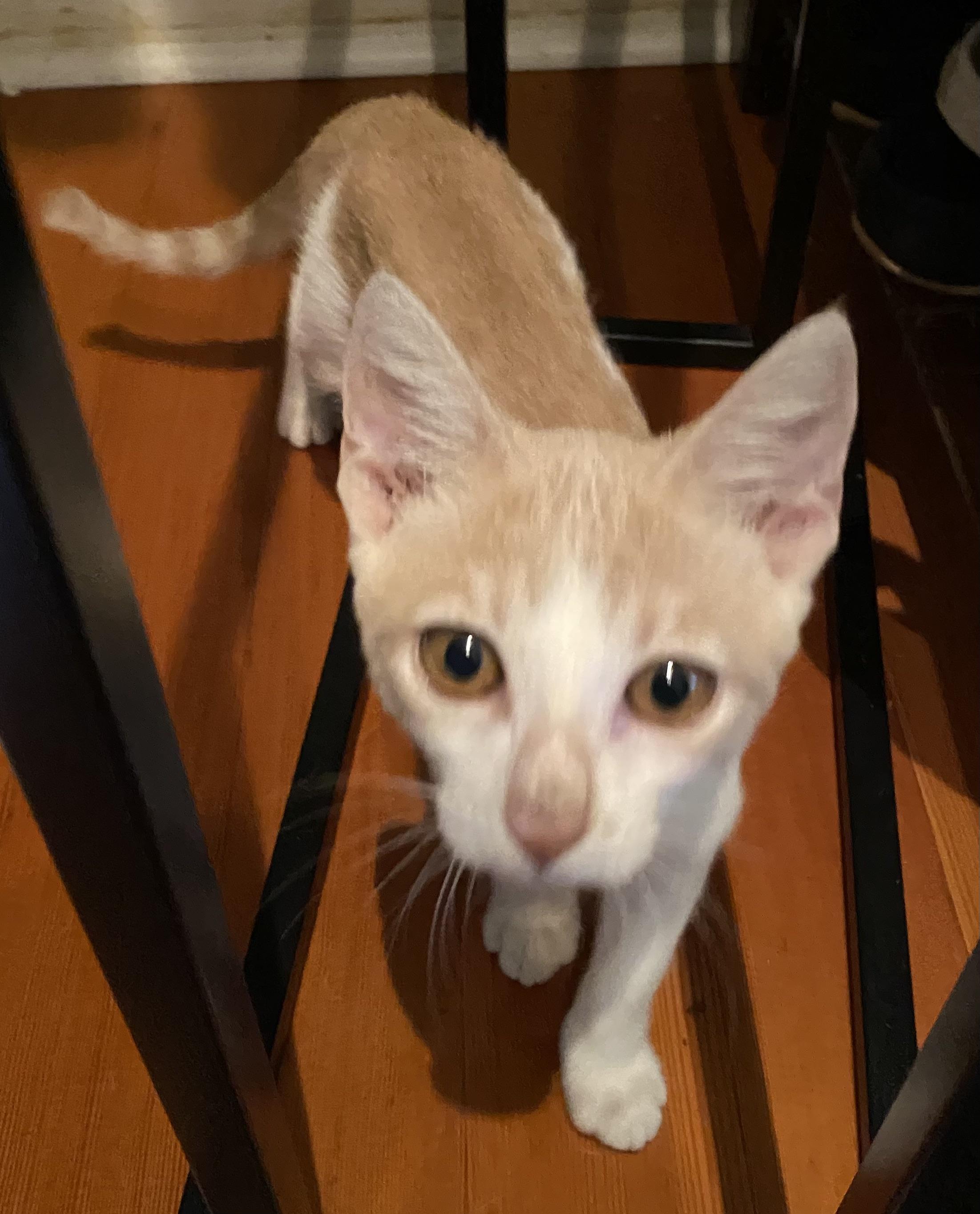 Taylor, Adoptable, Adult Female Domestic Short Hair.