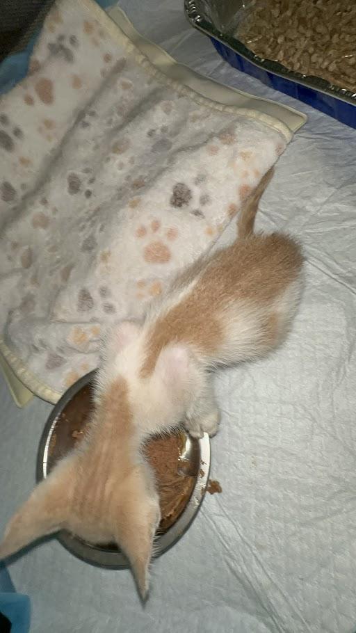 Enlarge Taylor, a Adoptable Domestic Short Hair in Honolulu, HI image 2/6