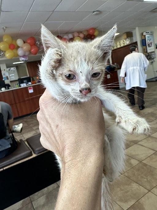 Enlarge Taylor, a Adoptable Domestic Short Hair in Honolulu, HI image 4/6