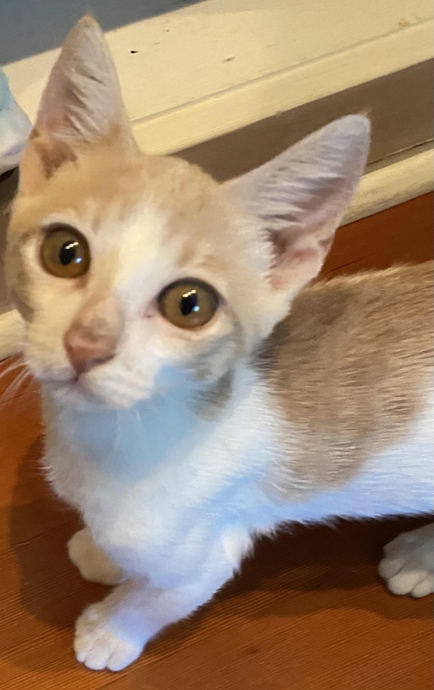 Enlarge Taylor, a Adoptable Domestic Short Hair in Honolulu, HI image 6/6