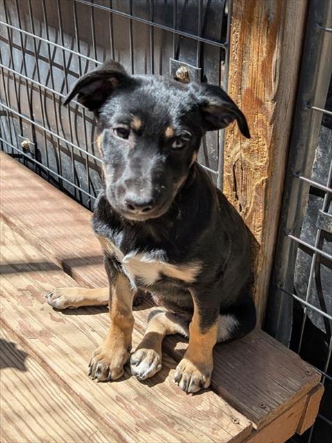 Enlarge JELLYBEAN, a Adoptable mixed breed in Frisco, CO image 1/1