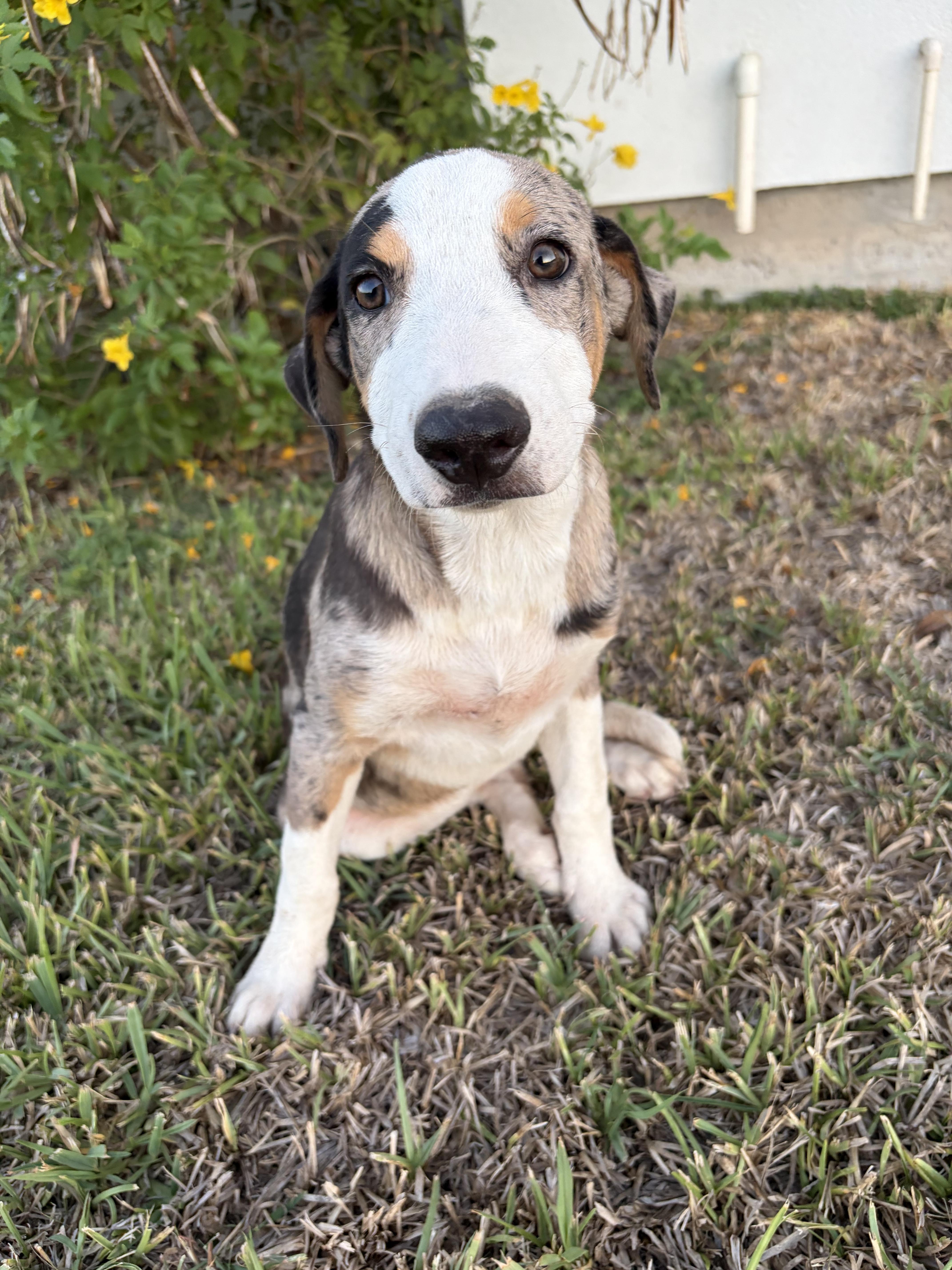 Enlarge Betty, a Adoptable mixed breed in Stanfordville, NY image 2/2