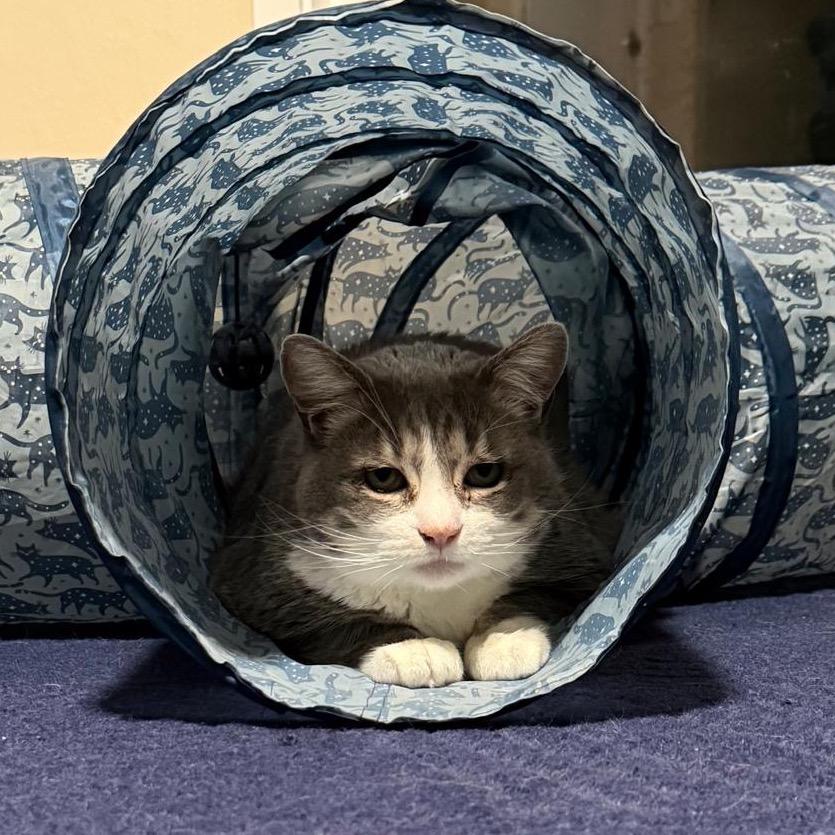 Enlarge Lucy, a Adoptable Domestic Short Hair in Morgan Hill, CA image 1/6