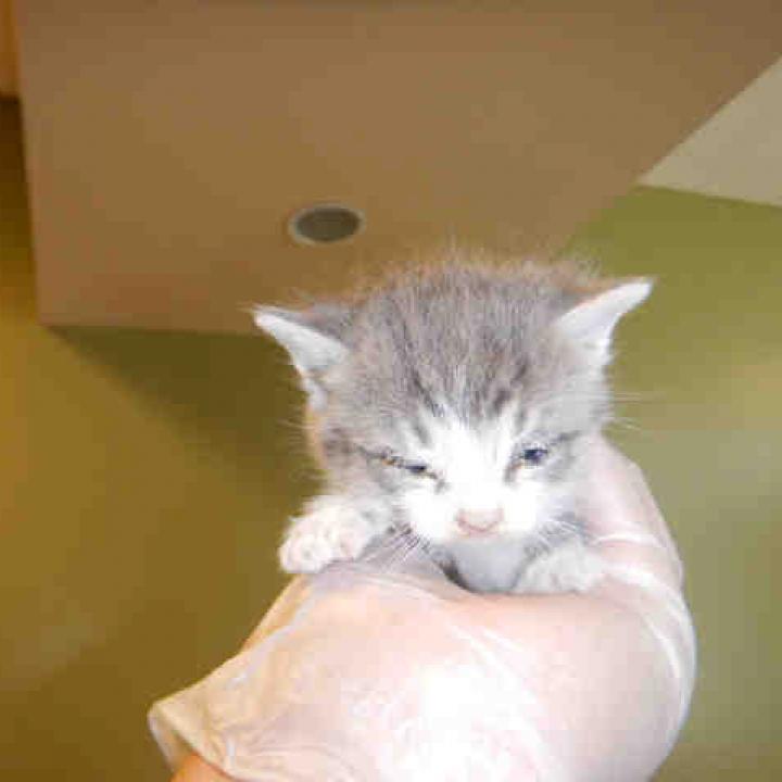 Enlarge Lucy, a Adoptable Domestic Short Hair in Morgan Hill, CA image 1/5