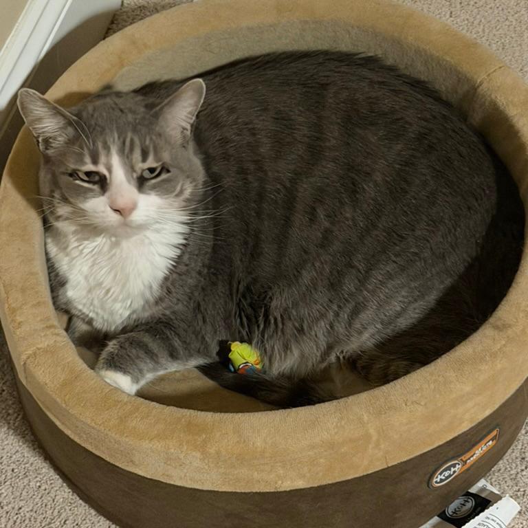 Enlarge Lucy, a Adoptable Domestic Short Hair in Morgan Hill, CA image 3/5