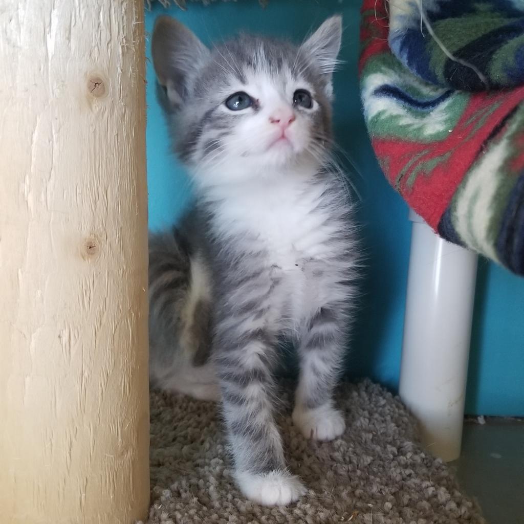 Enlarge Lucy, a Adoptable Domestic Short Hair in Morgan Hill, CA image 5/5