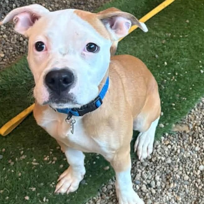 Tots, Adoptable, Young Male Pit Bull Terrier.