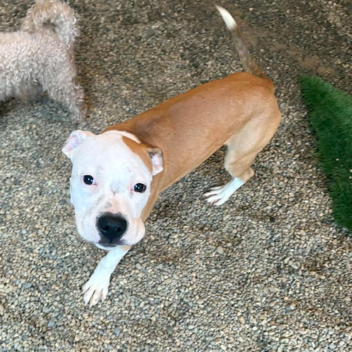 Enlarge Tots, a Adoptable mixed breed in Grafton, OH image 3/4