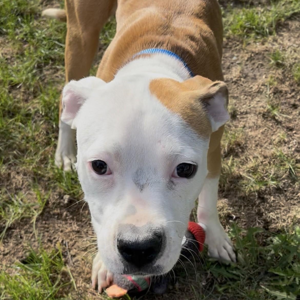 Enlarge Tots, a Adoptable mixed breed in Grafton, OH image 2/4