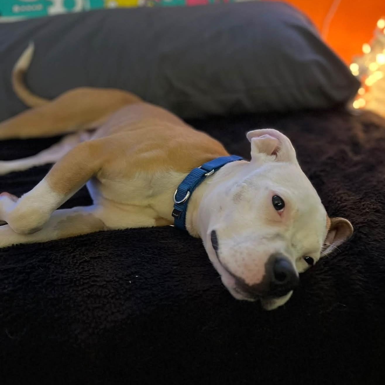 Enlarge Tots, a Adoptable mixed breed in Grafton, OH image 4/4