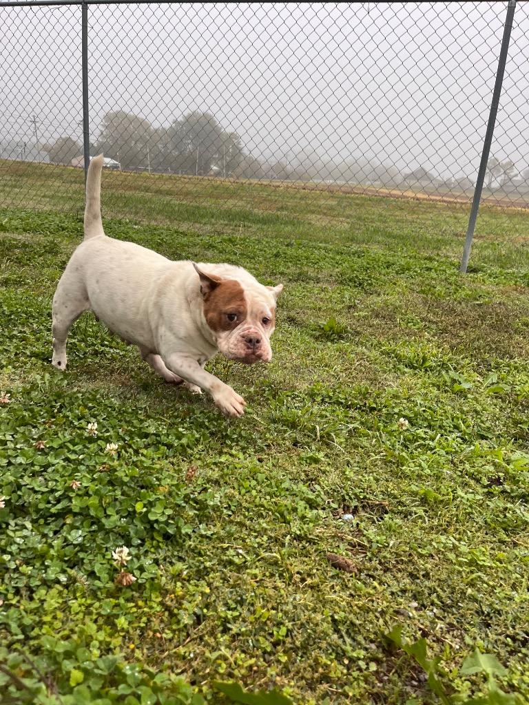 Lola, Adoptable, Adult Female Pit Bull Terrier.