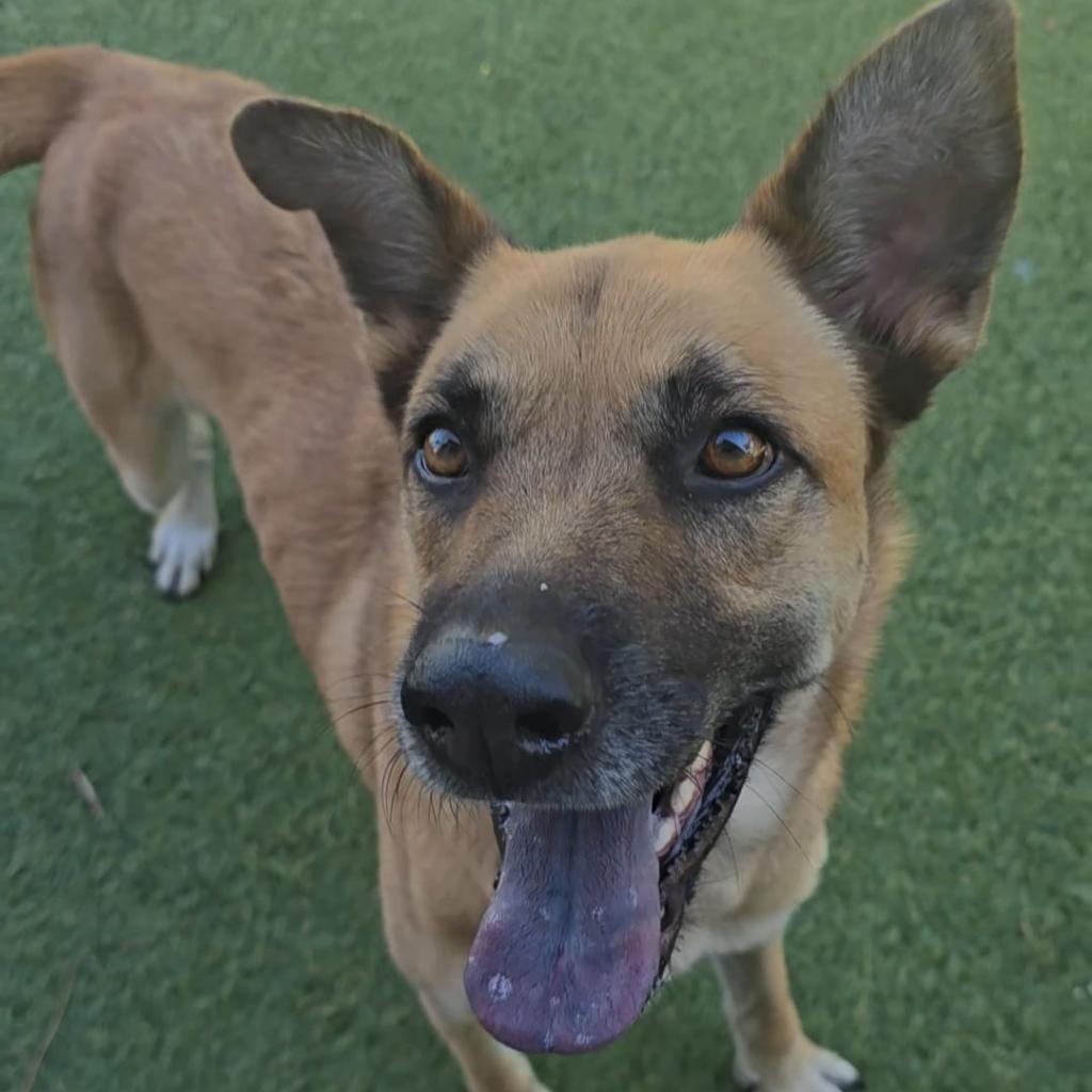 Enlarge Felicity, a Adoptable Shepherd in Galveston, TX image 1/6