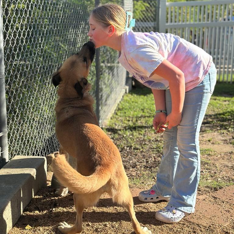 Enlarge Felicity, a Adoptable Shepherd in Galveston, TX image 1/6
